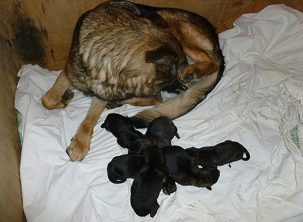 chiots cheyenne cyrano